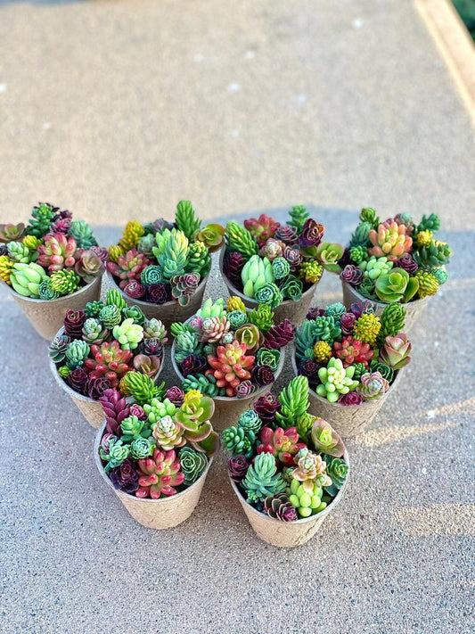 10 Pack Sedum Cuttings