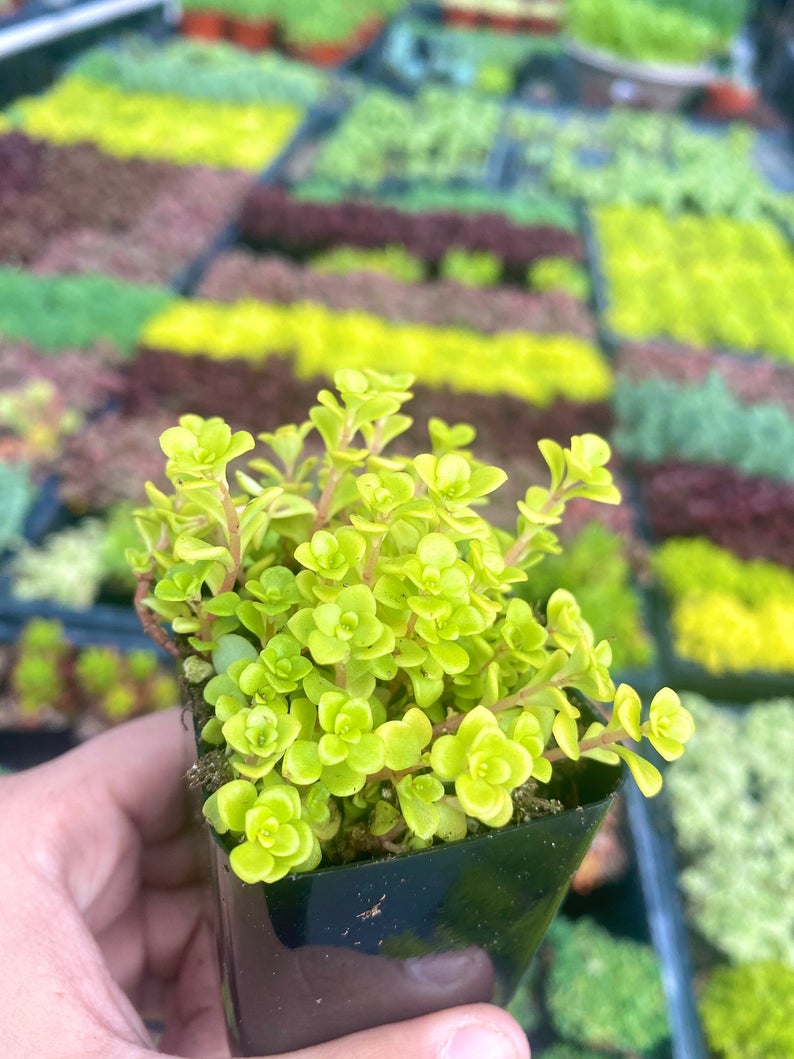 2" Sedum Ogon
