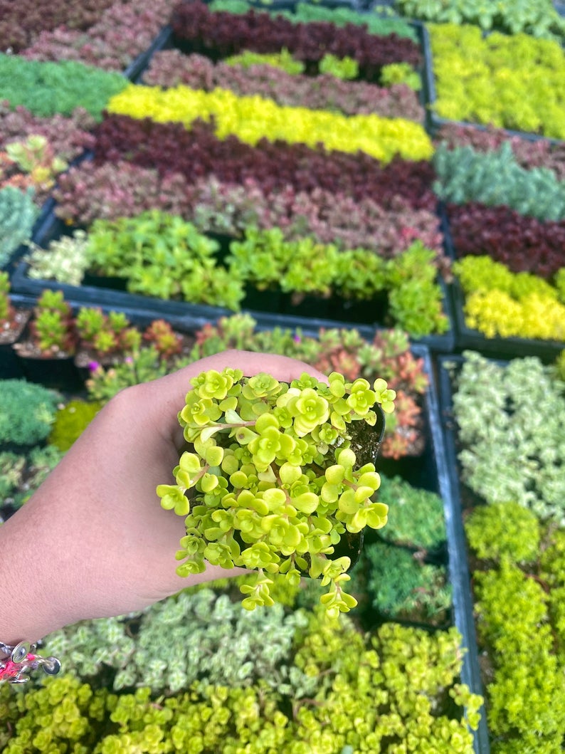 2" Sedum Ogon