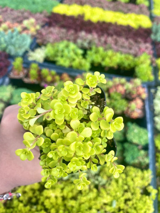 2" Sedum Ogon