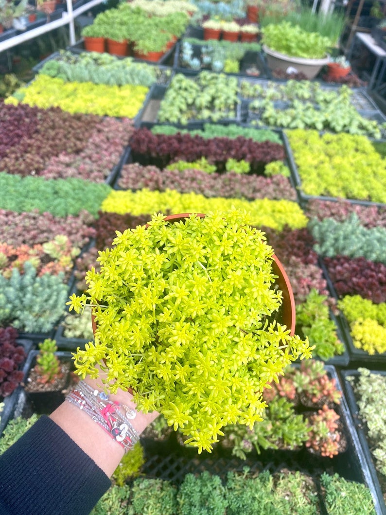sedum golden moss succulent 4" Sedum Gold Moss – Cristina's Garden