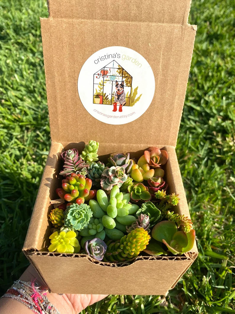 Mini Sedum Cutting Box