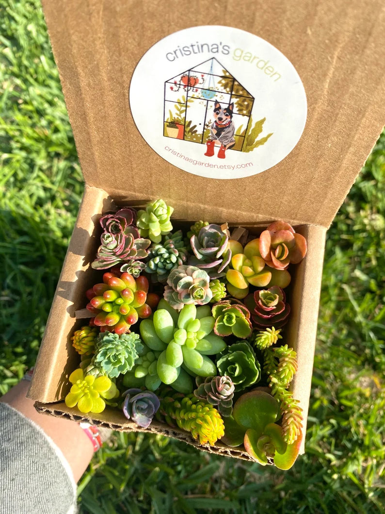 Mini Sedum Cutting Box