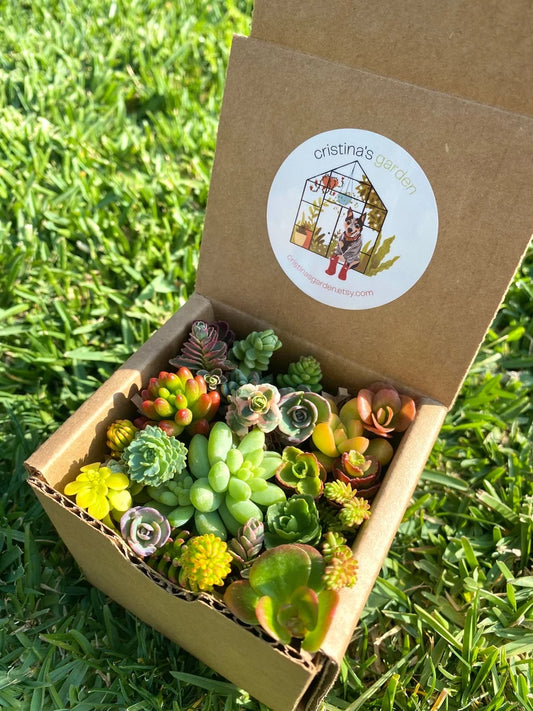 Mini Sedum Cutting Box