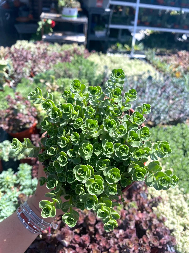 4" Sedum John Creech