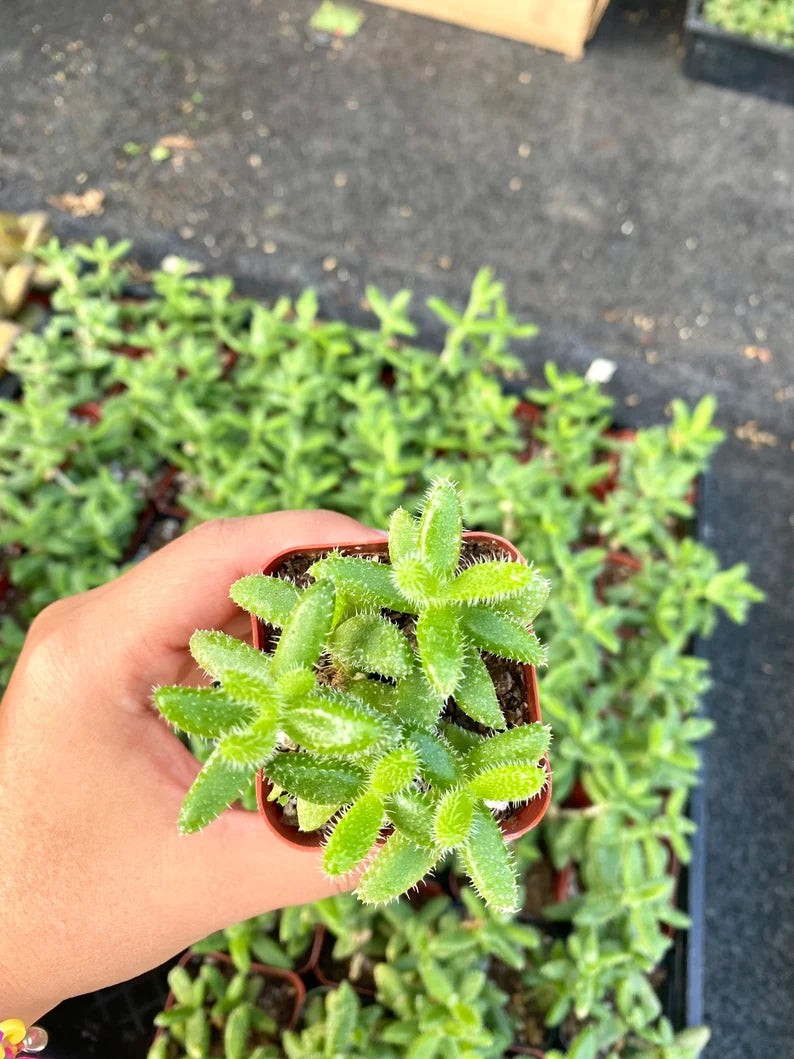 2" Pickle Plant