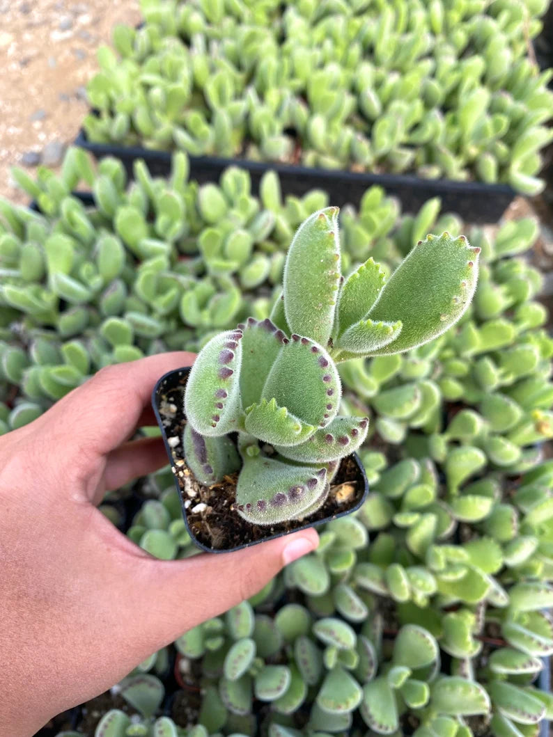 big bear paw succulent 2" Bear Paw