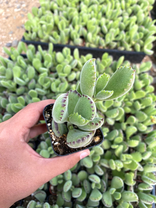 2" Bear Paw
