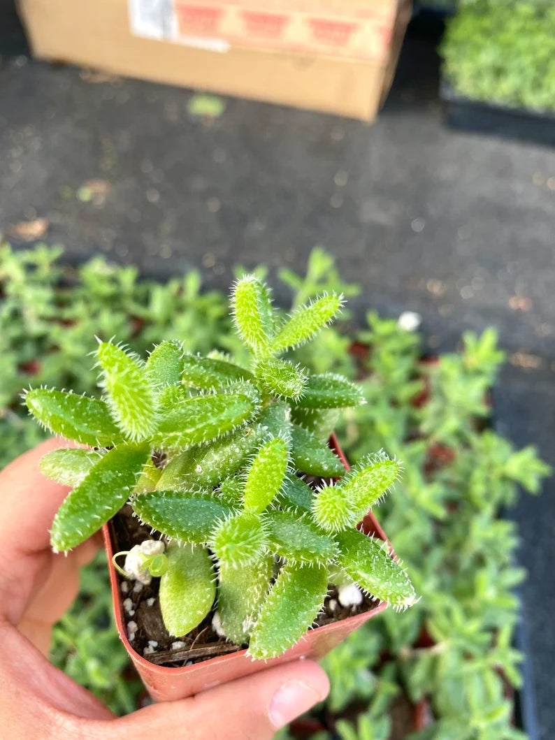 2" Pickle Plant