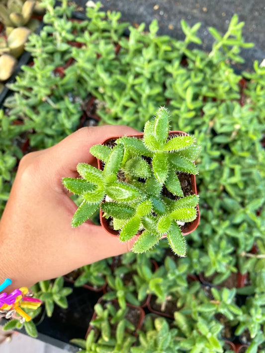 2" Pickle Plant