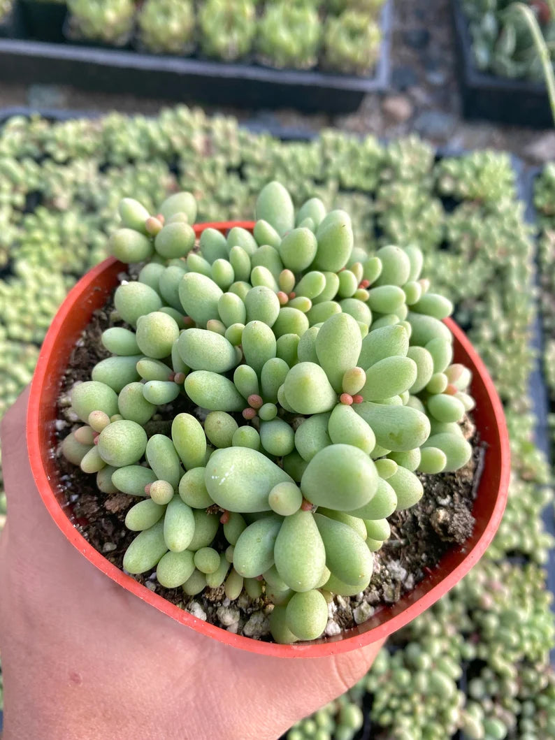 4" Dragon Eggs