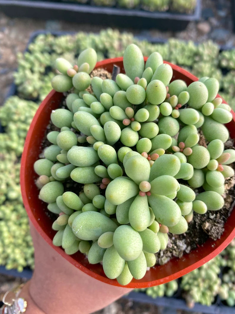 4" Dragon Eggs