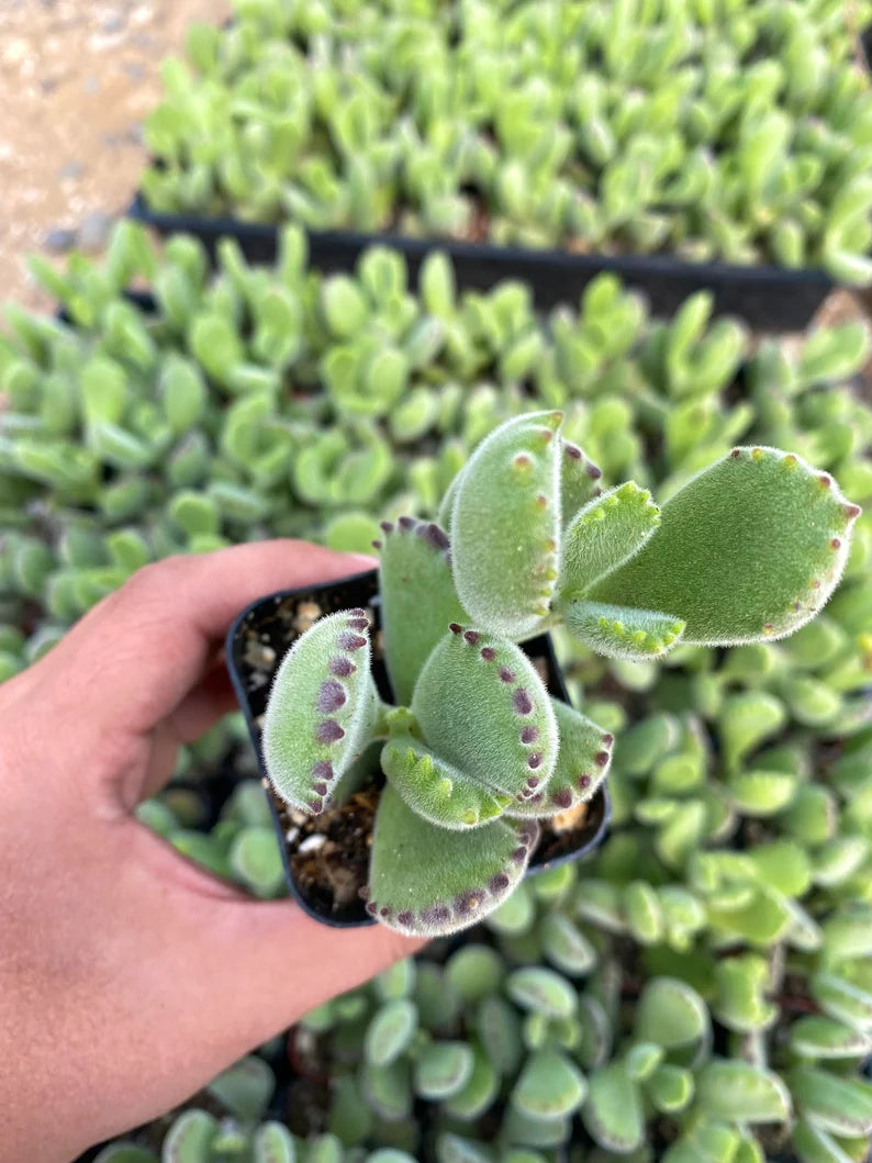 2" Bear Paw