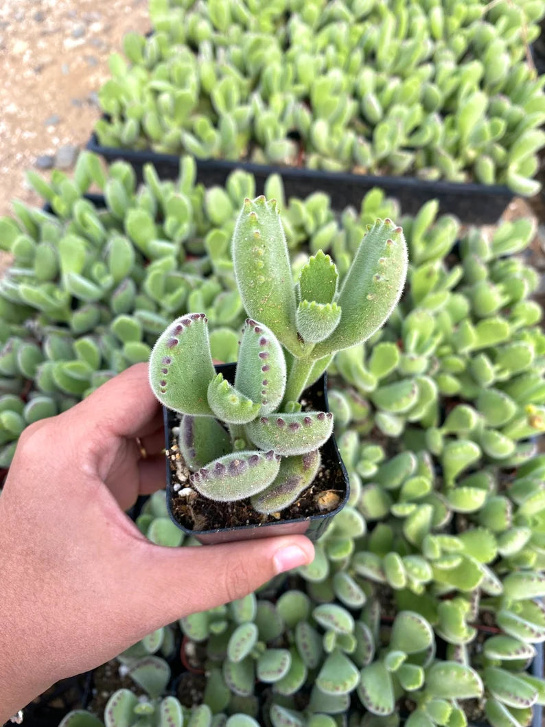 2" Bear Paw