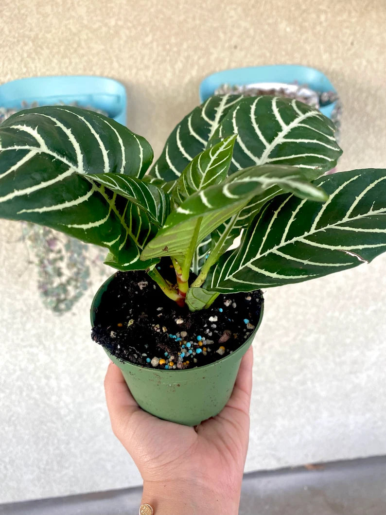 4" Aphelandra Zebra Plant