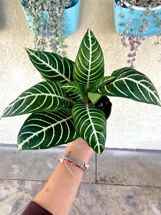 4" Aphelandra Zebra Plant