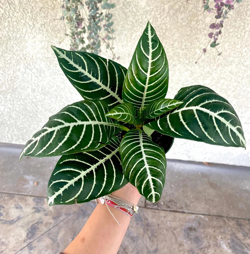 4" Aphelandra Zebra Plant