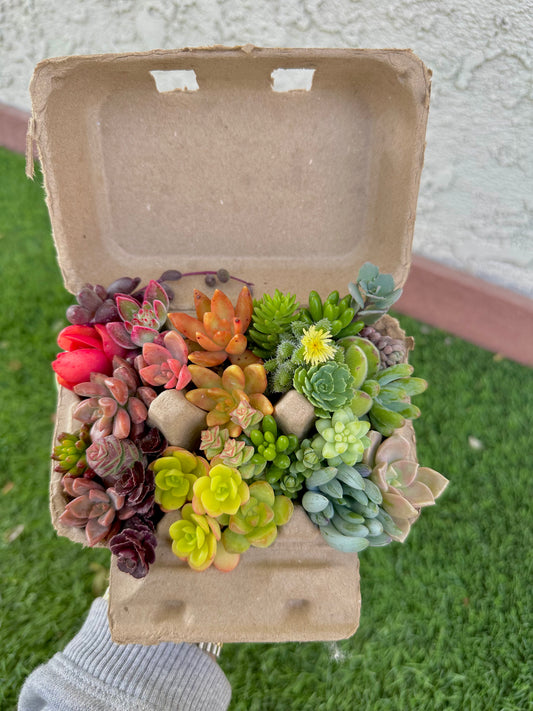 Mini Rainbow Egg Carton
