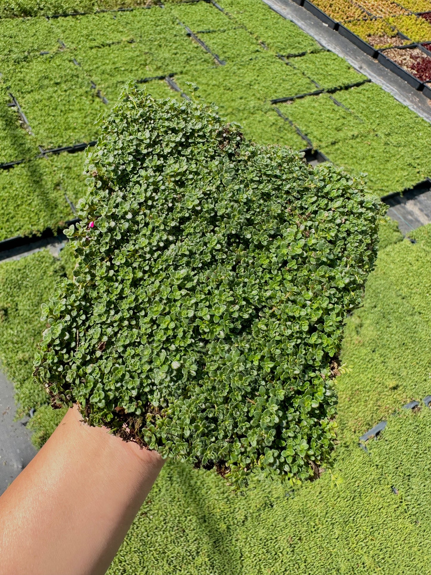Elfin Thyme