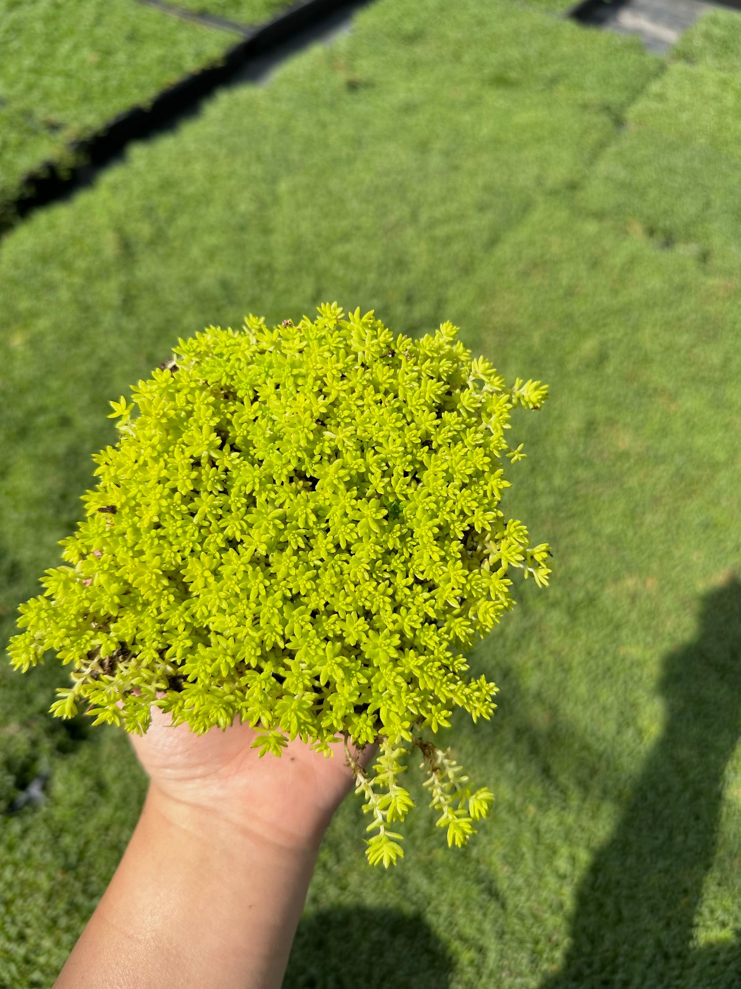 Sedum Gold Moss