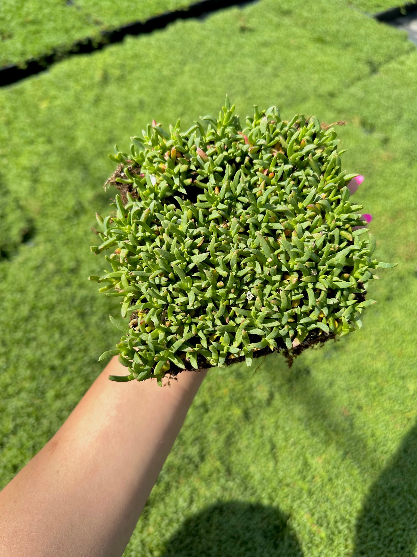 Ruschia Lineolata - Dwarf Carpet of Stars