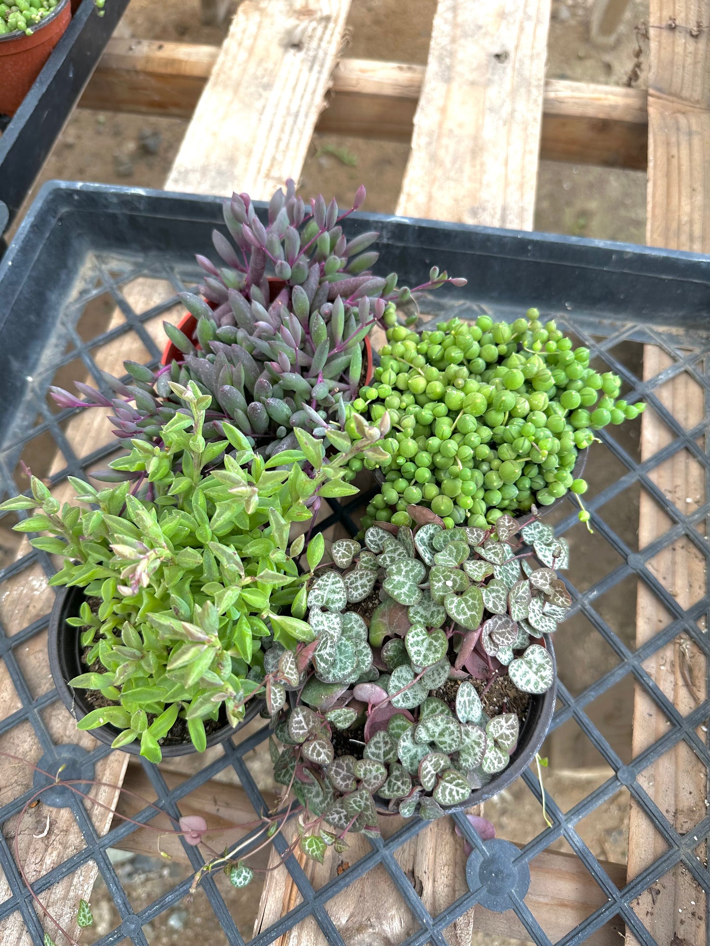 String Succulent Collection