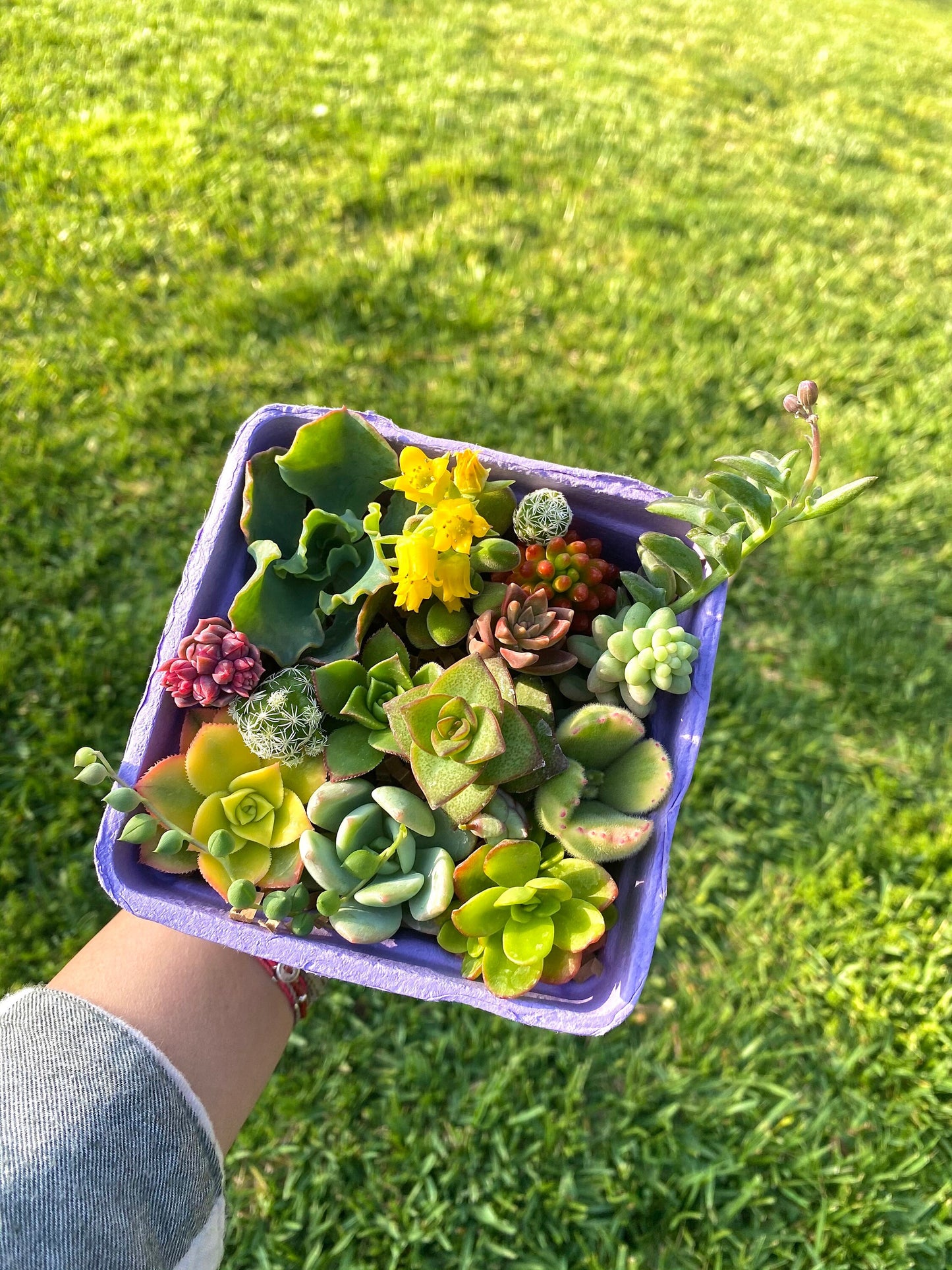Berry Basket