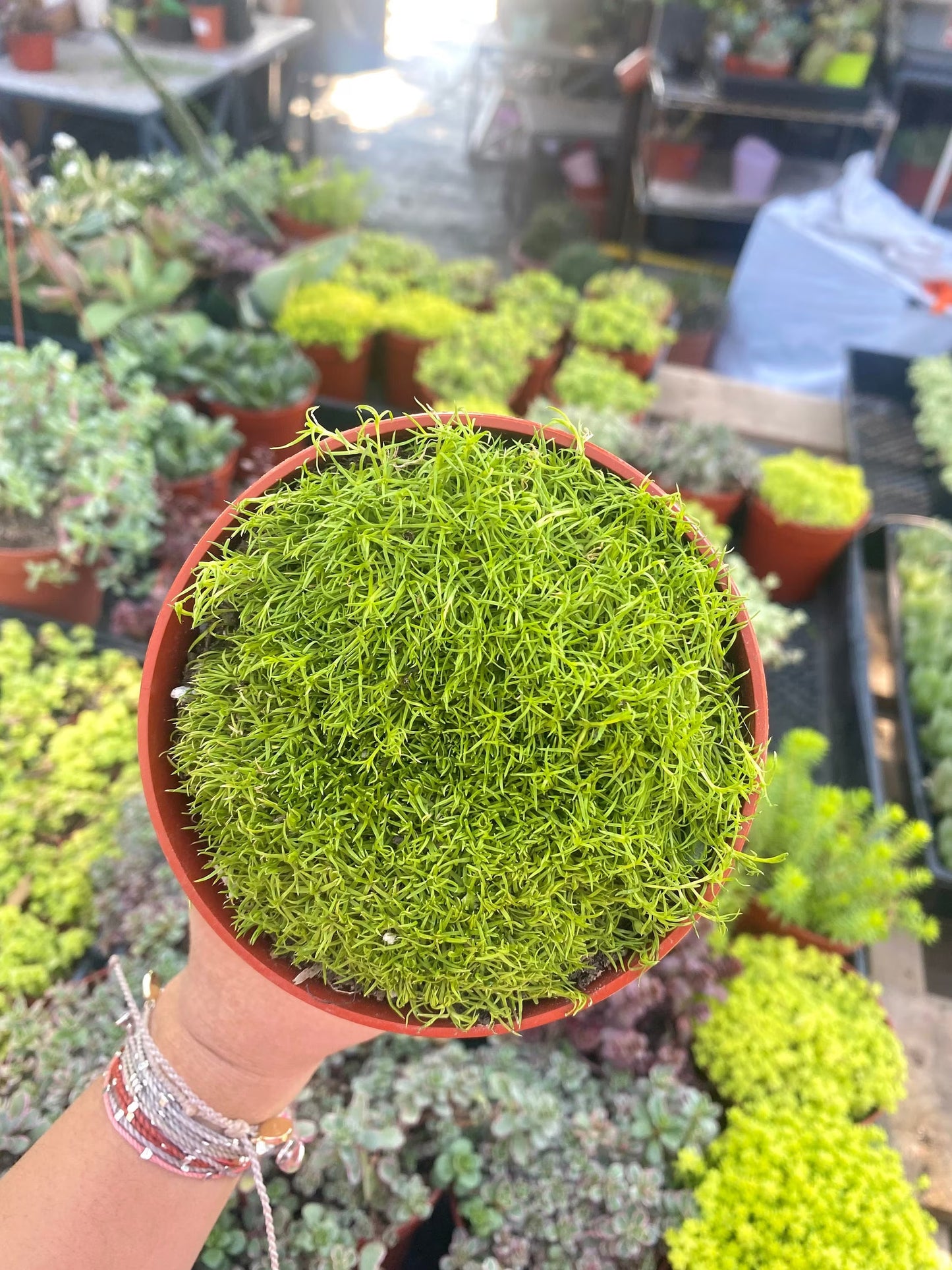 4” Scotch Moss