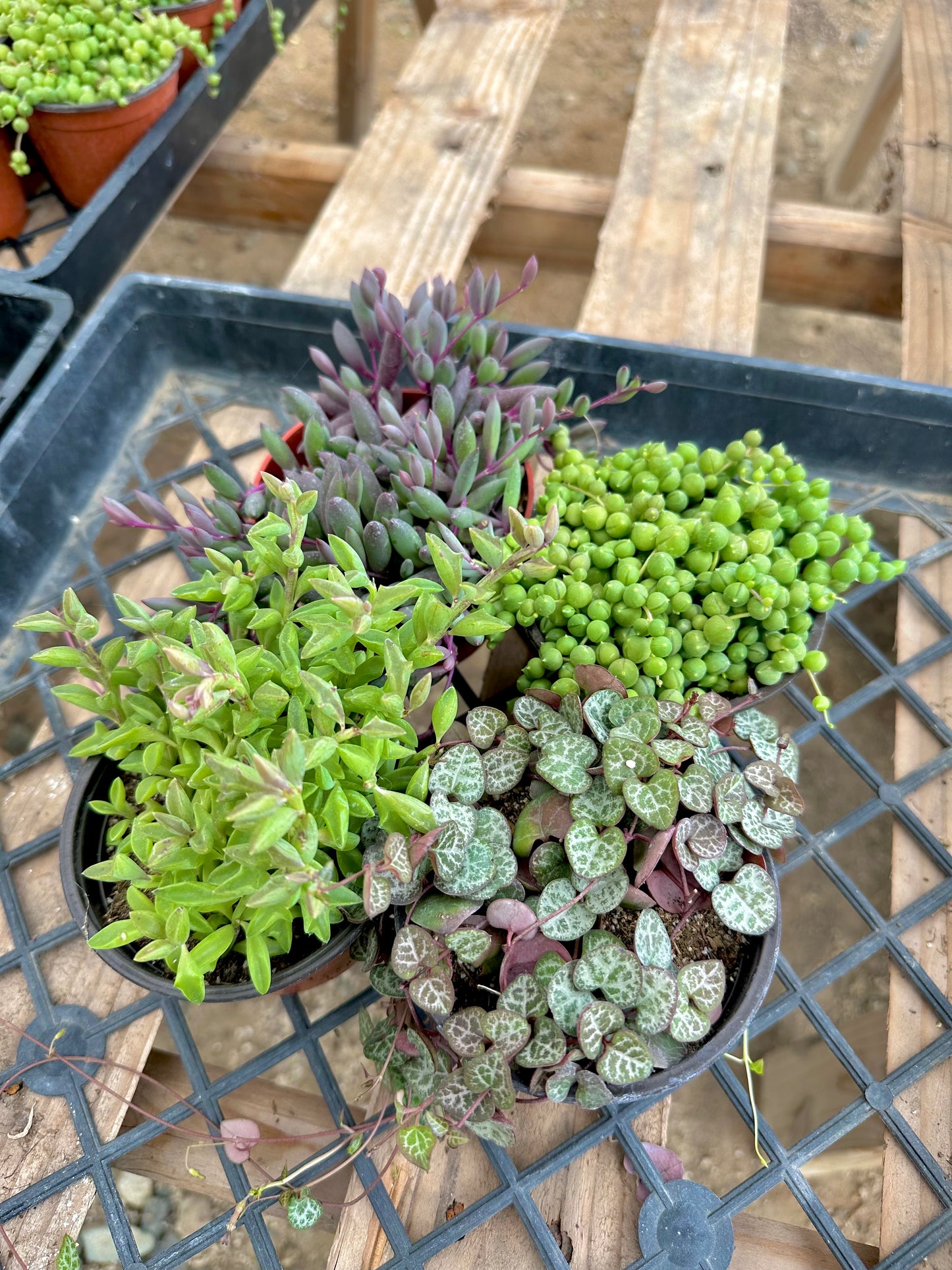 String Succulent Collection