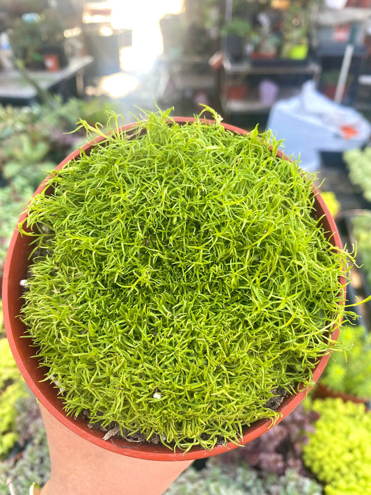 4” Scotch Moss