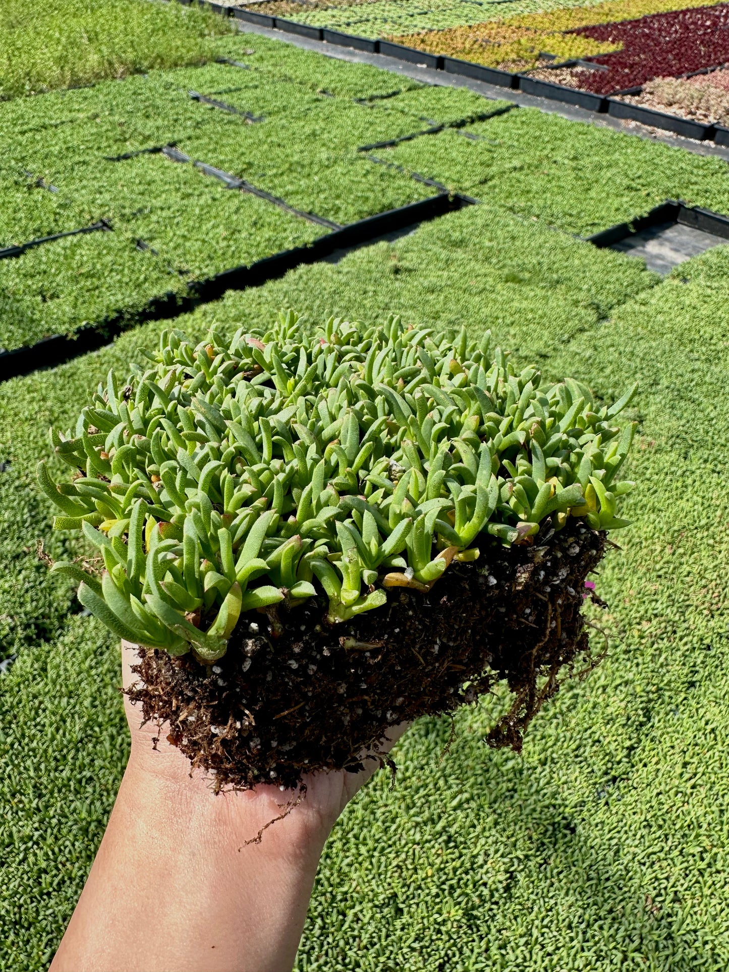 Ruschia Lineolata - Dwarf Carpet of Stars