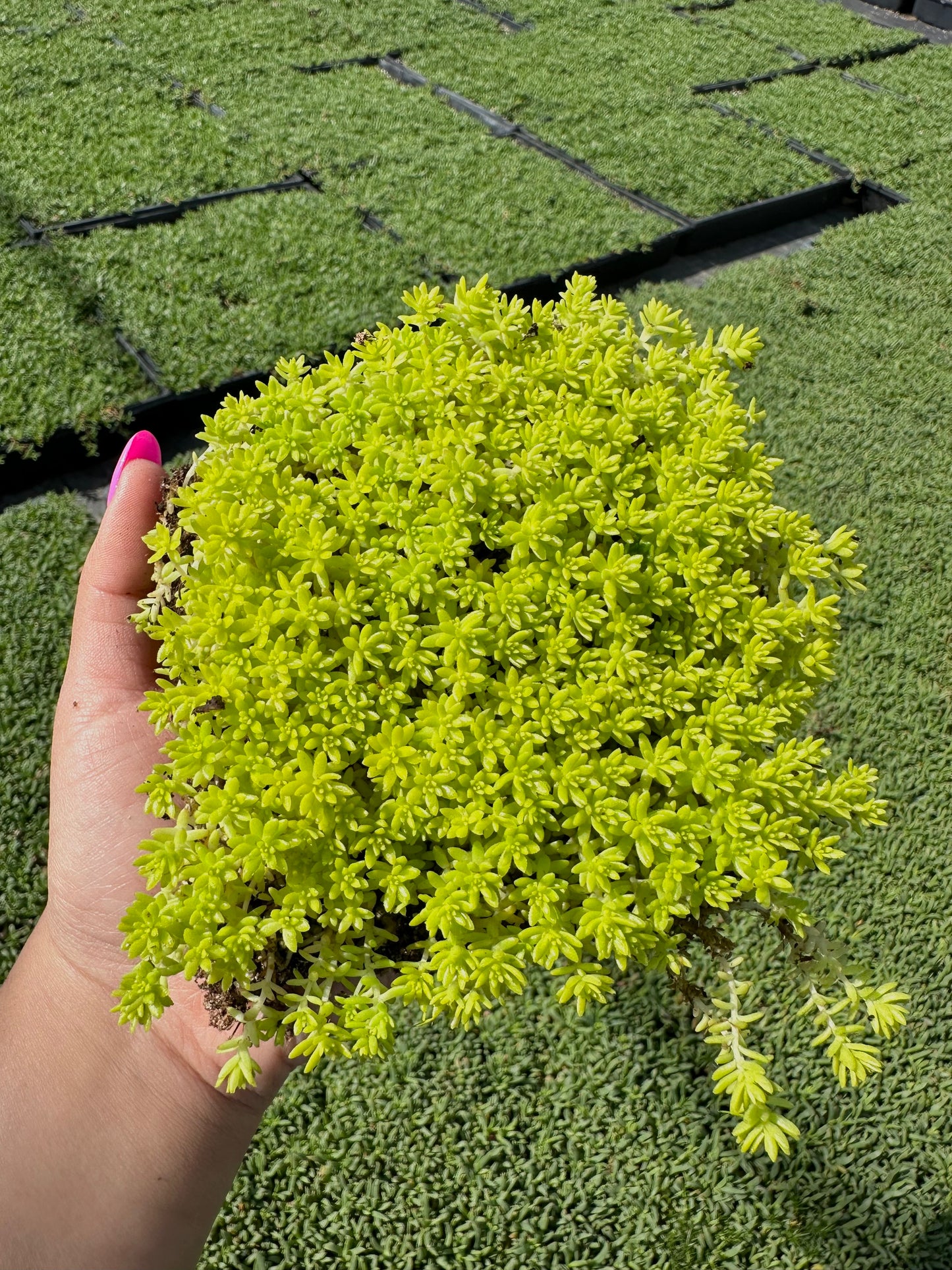 Sedum Gold Moss