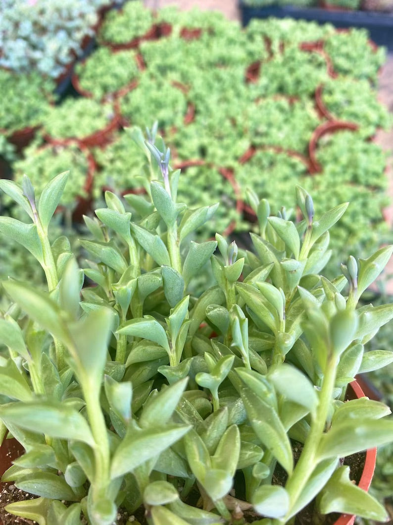 4” String of Dolphins