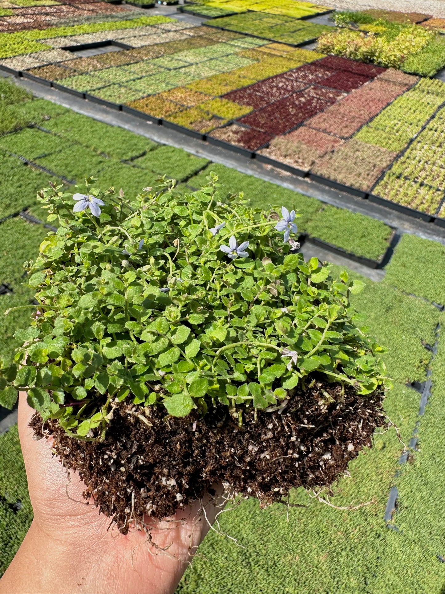 Isotoma - Blue Star Creeper
