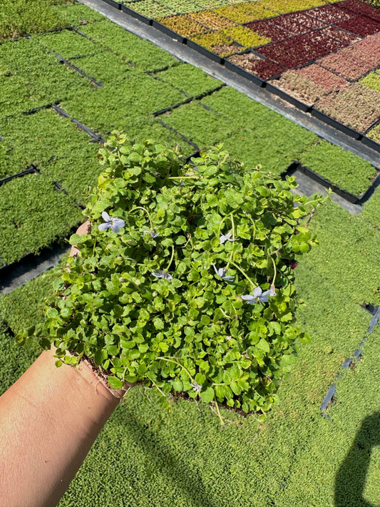Isotoma - Blue Star Creeper