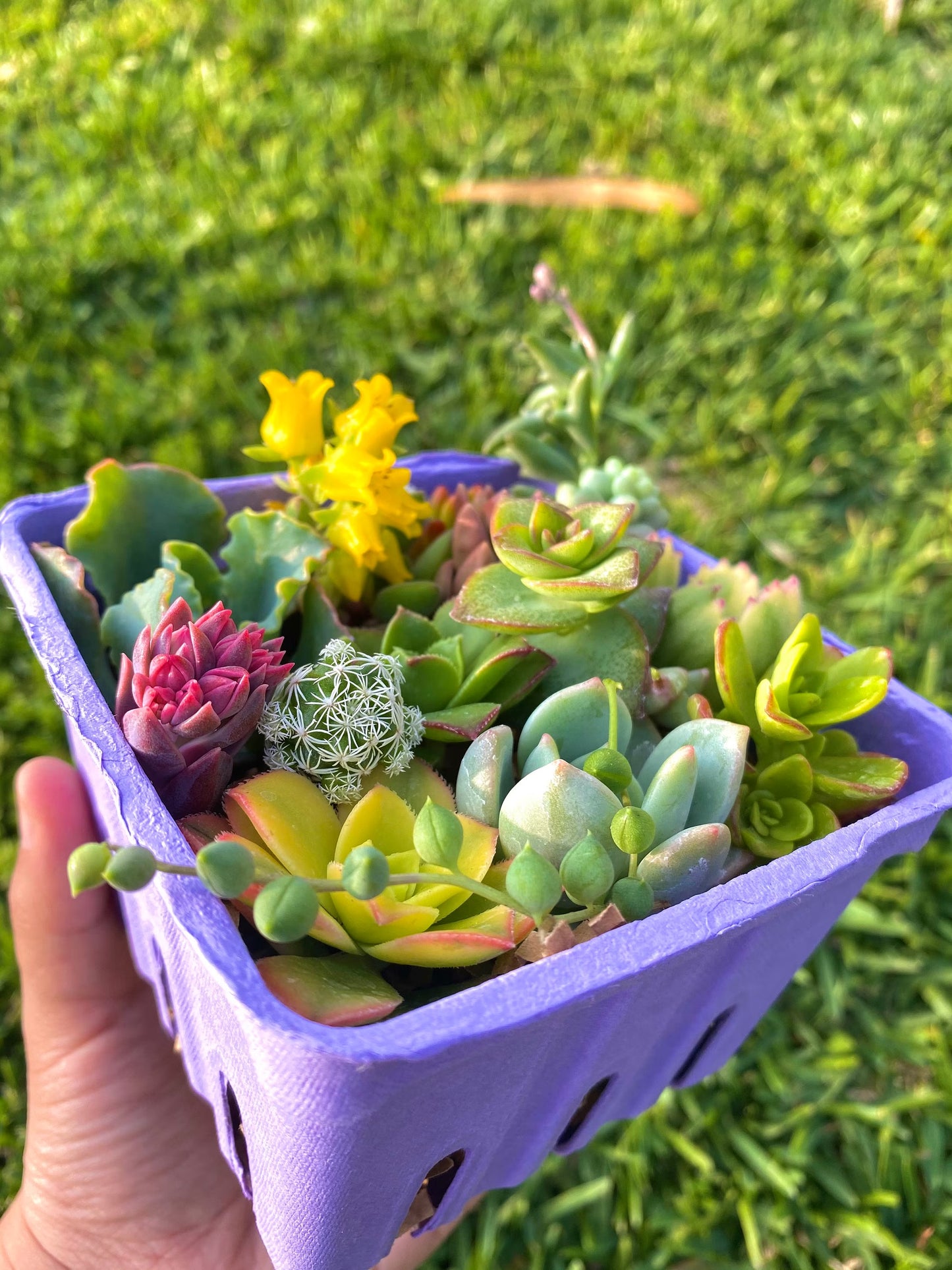 Berry Basket