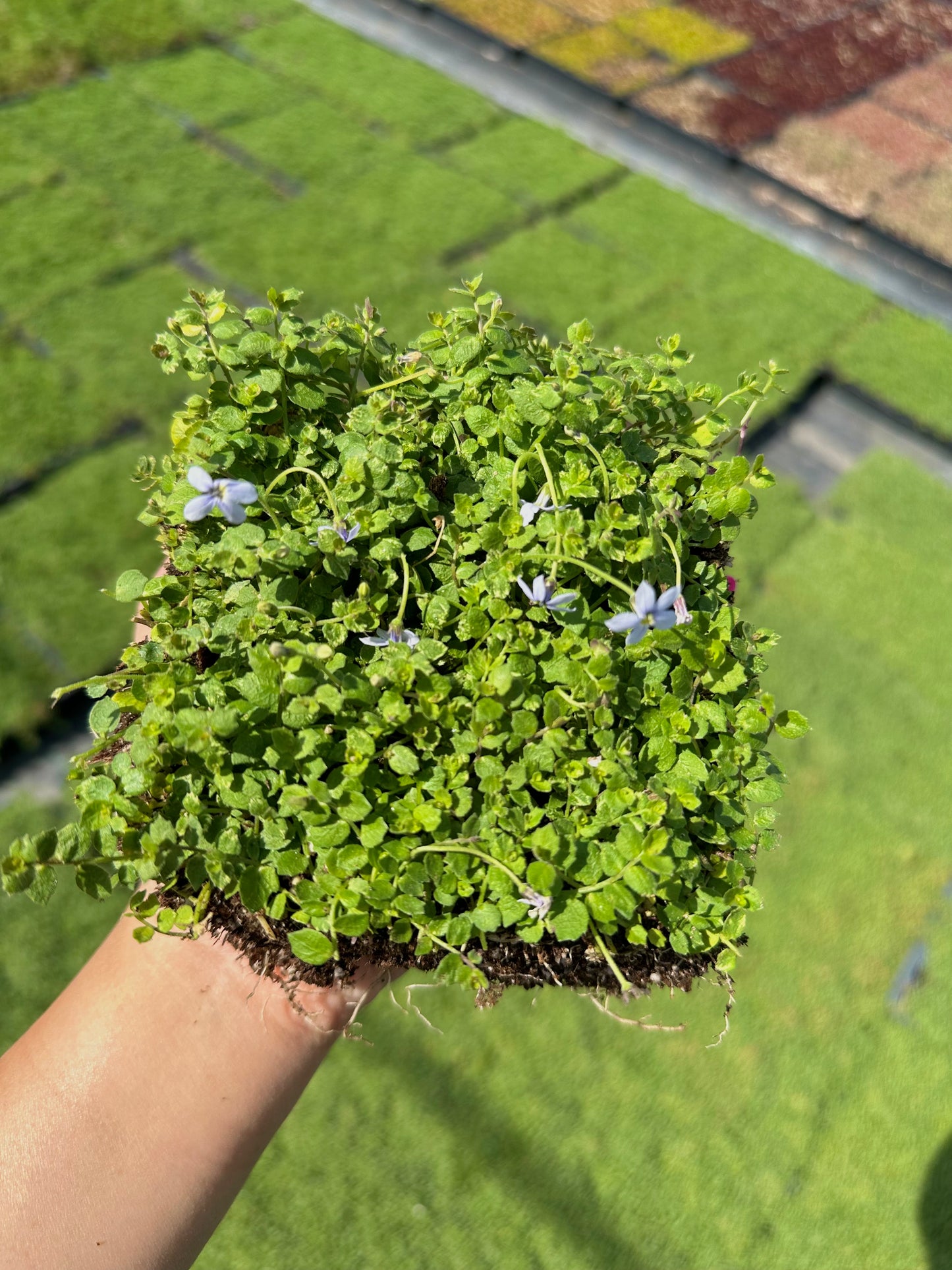 Isotoma - Blue Star Creeper