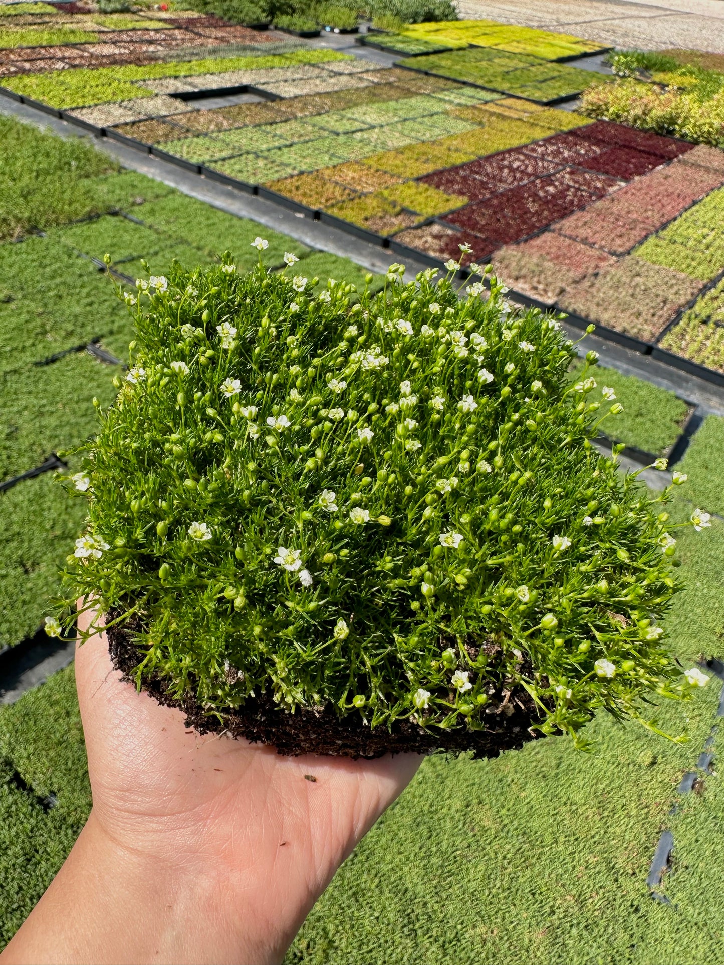 Irish Moss