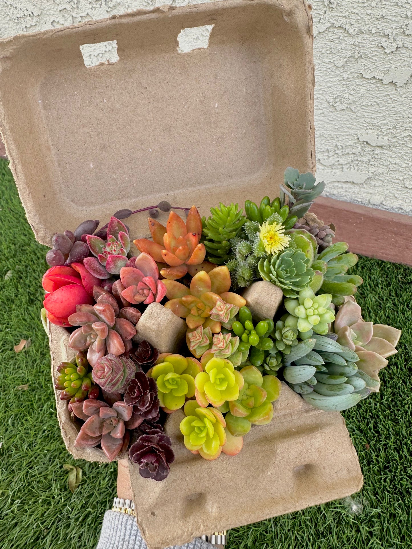 Mini Rainbow Egg Carton