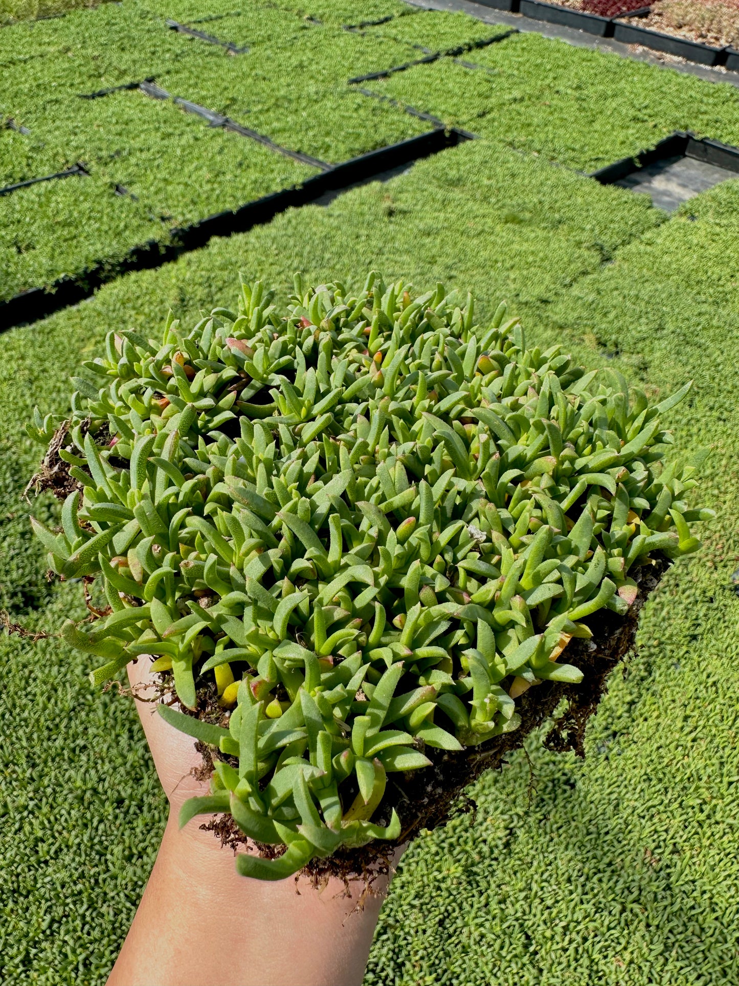 Ruschia Lineolata - Dwarf Carpet of Stars