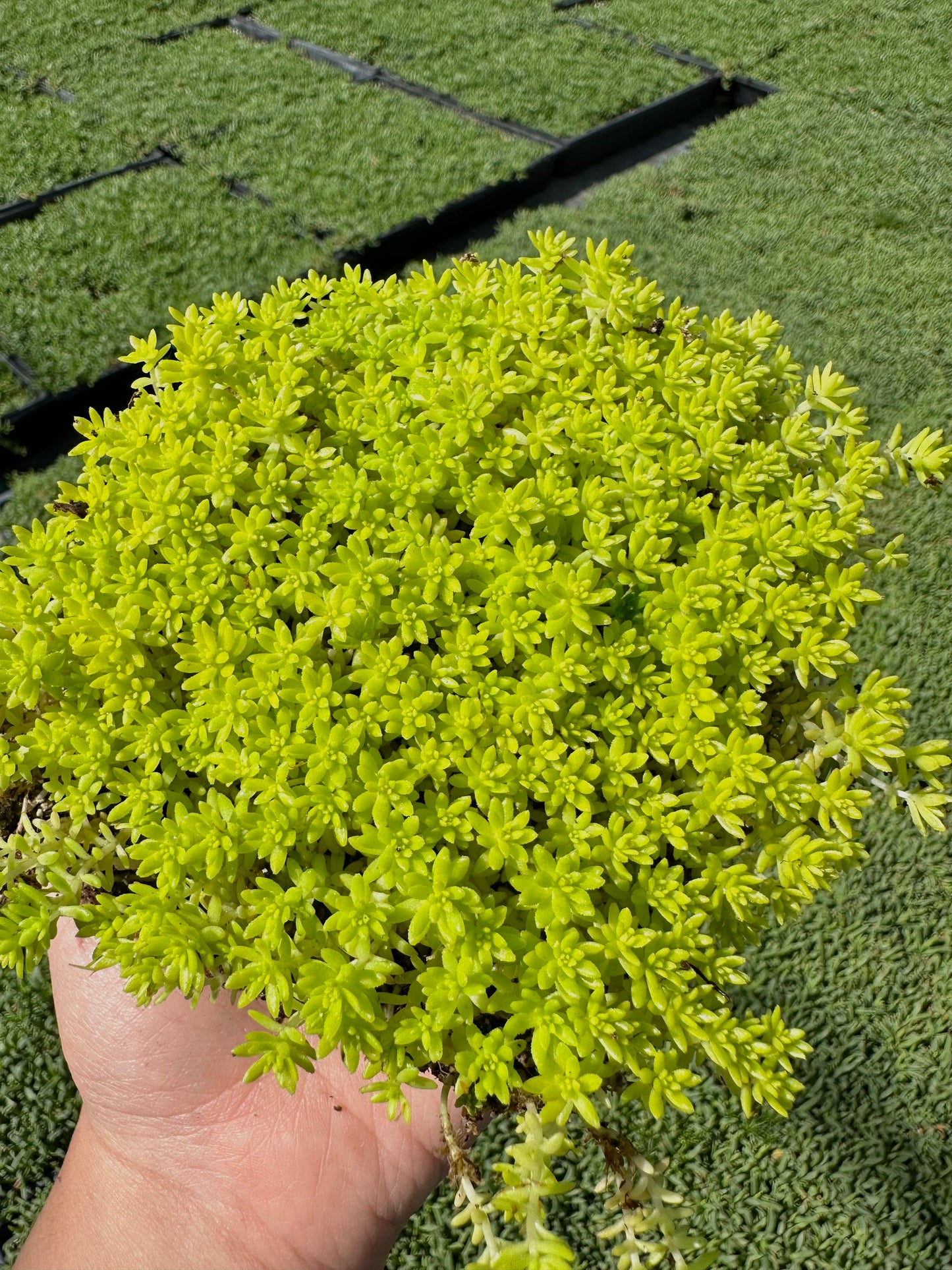 Sedum Gold Moss