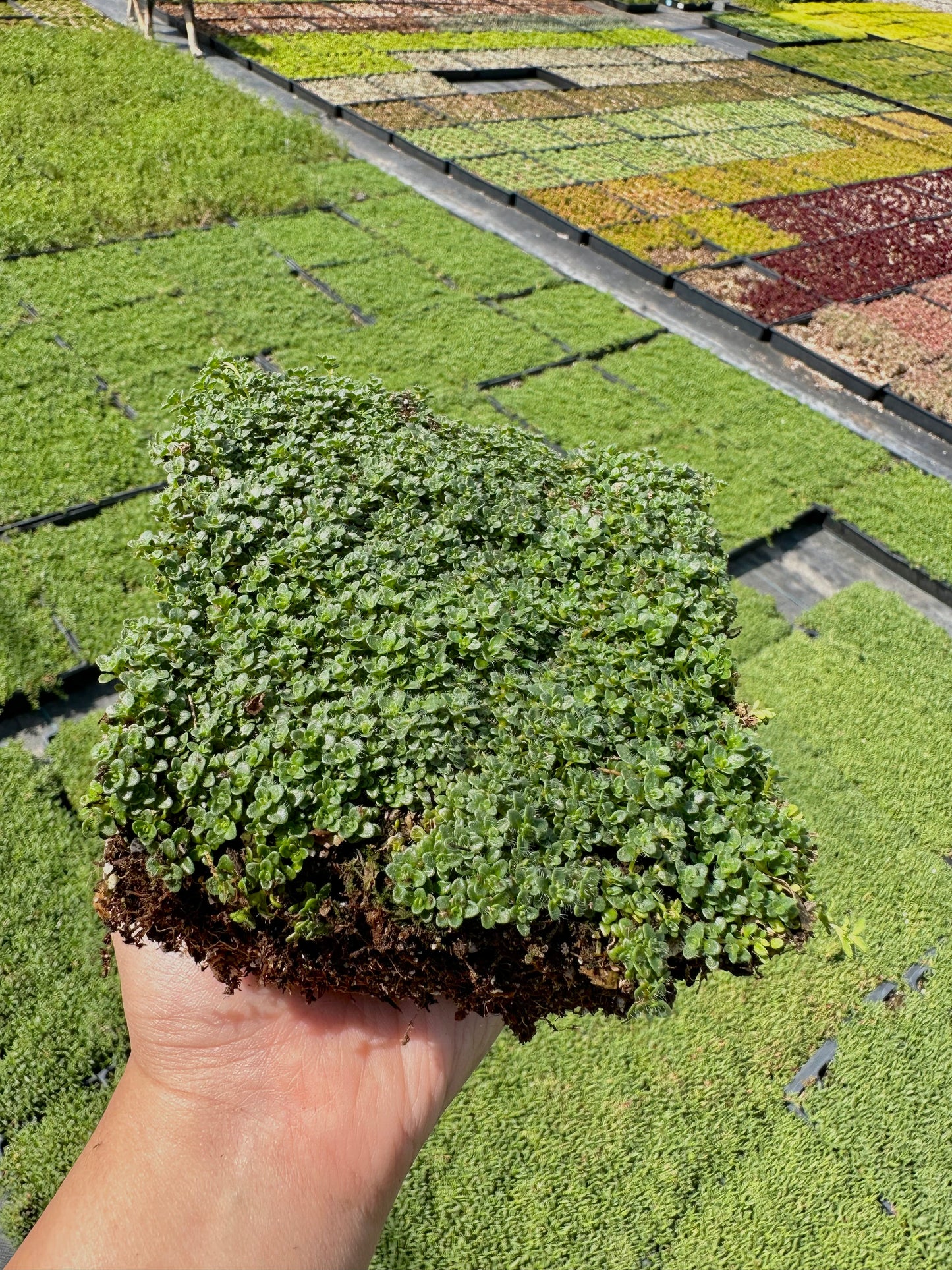 Elfin Thyme