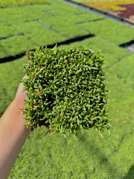 Ruschia Lineolata - Dwarf Carpet of Stars