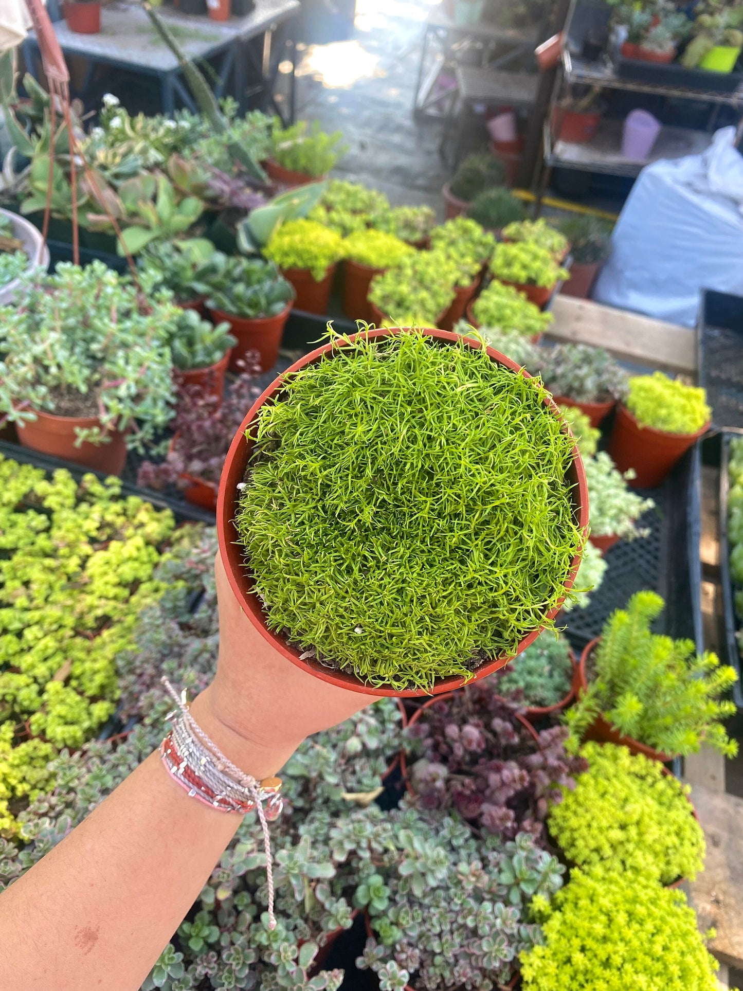 4” Scotch Moss