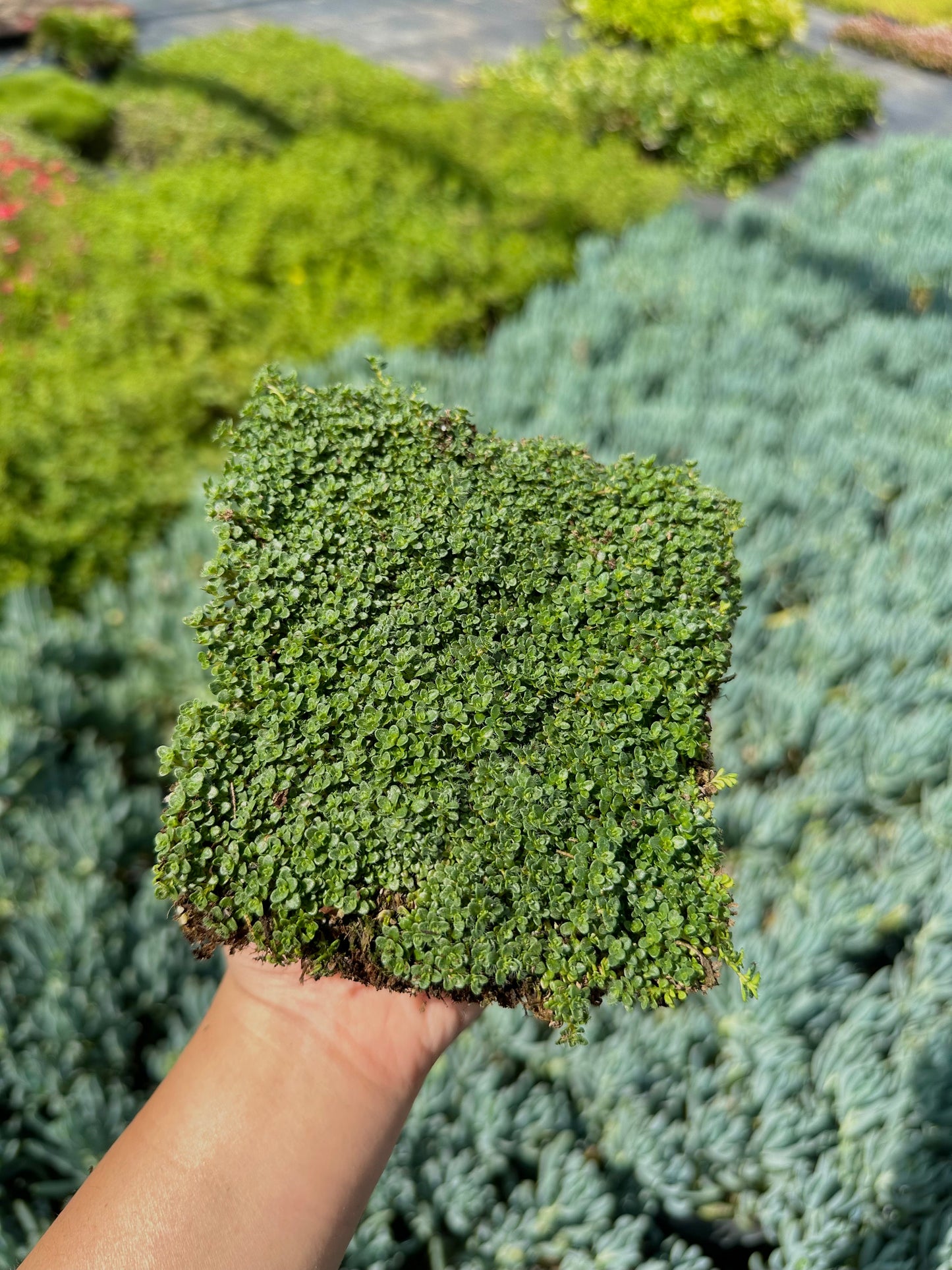 Elfin Thyme