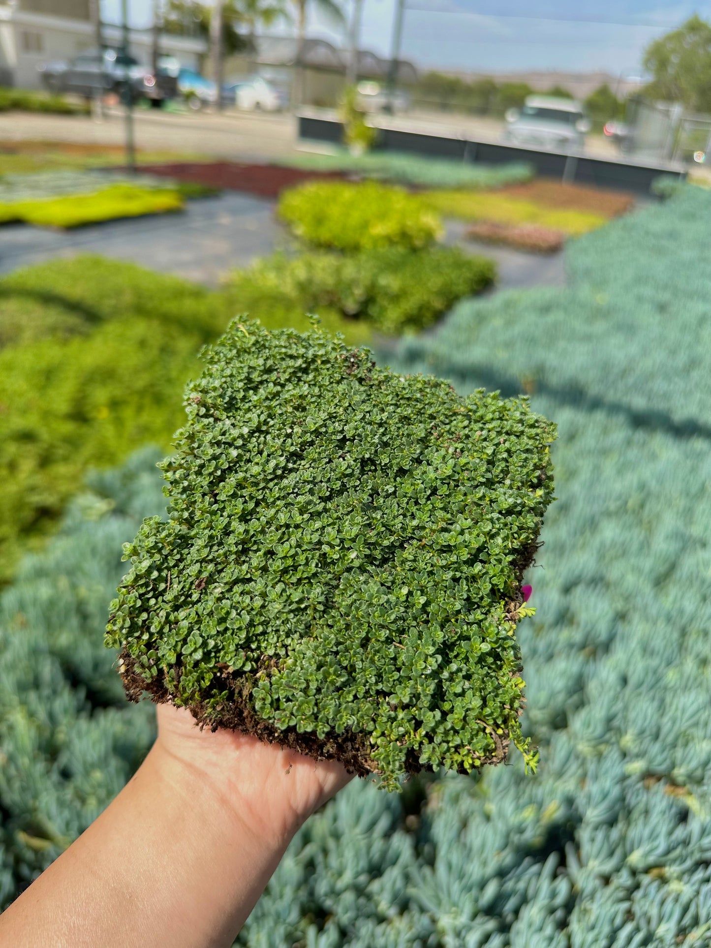 Elfin Thyme