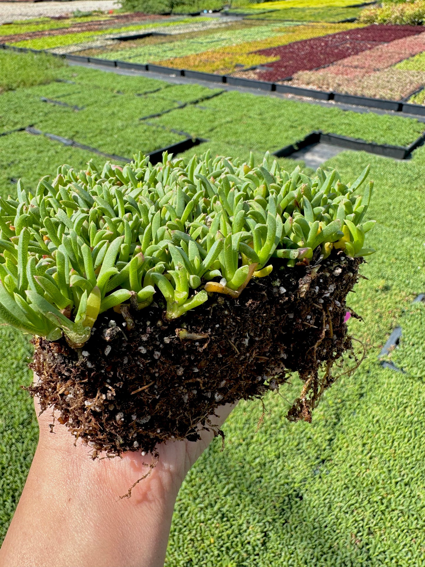 Ruschia Lineolata - Dwarf Carpet of Stars