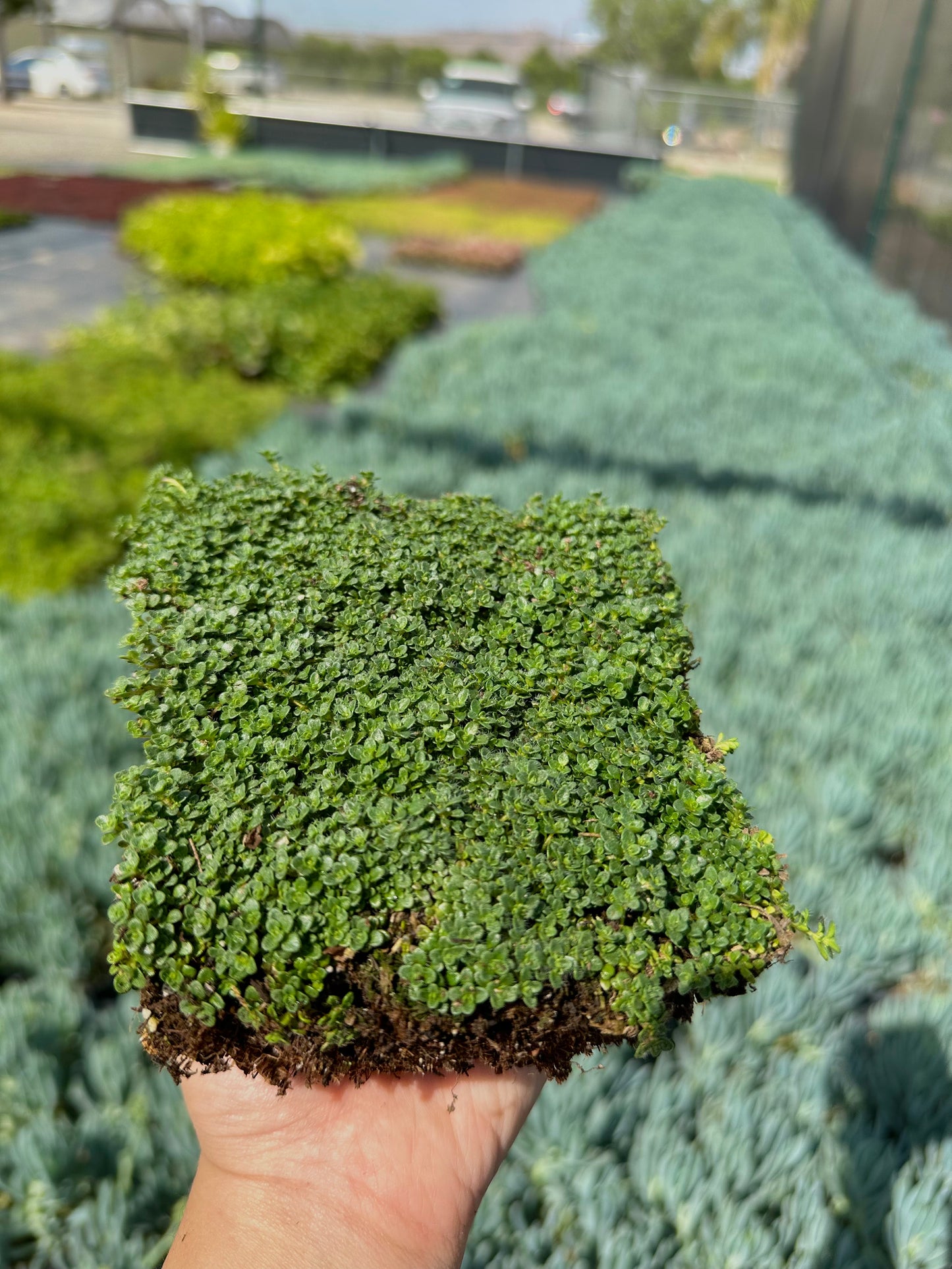 Elfin Thyme