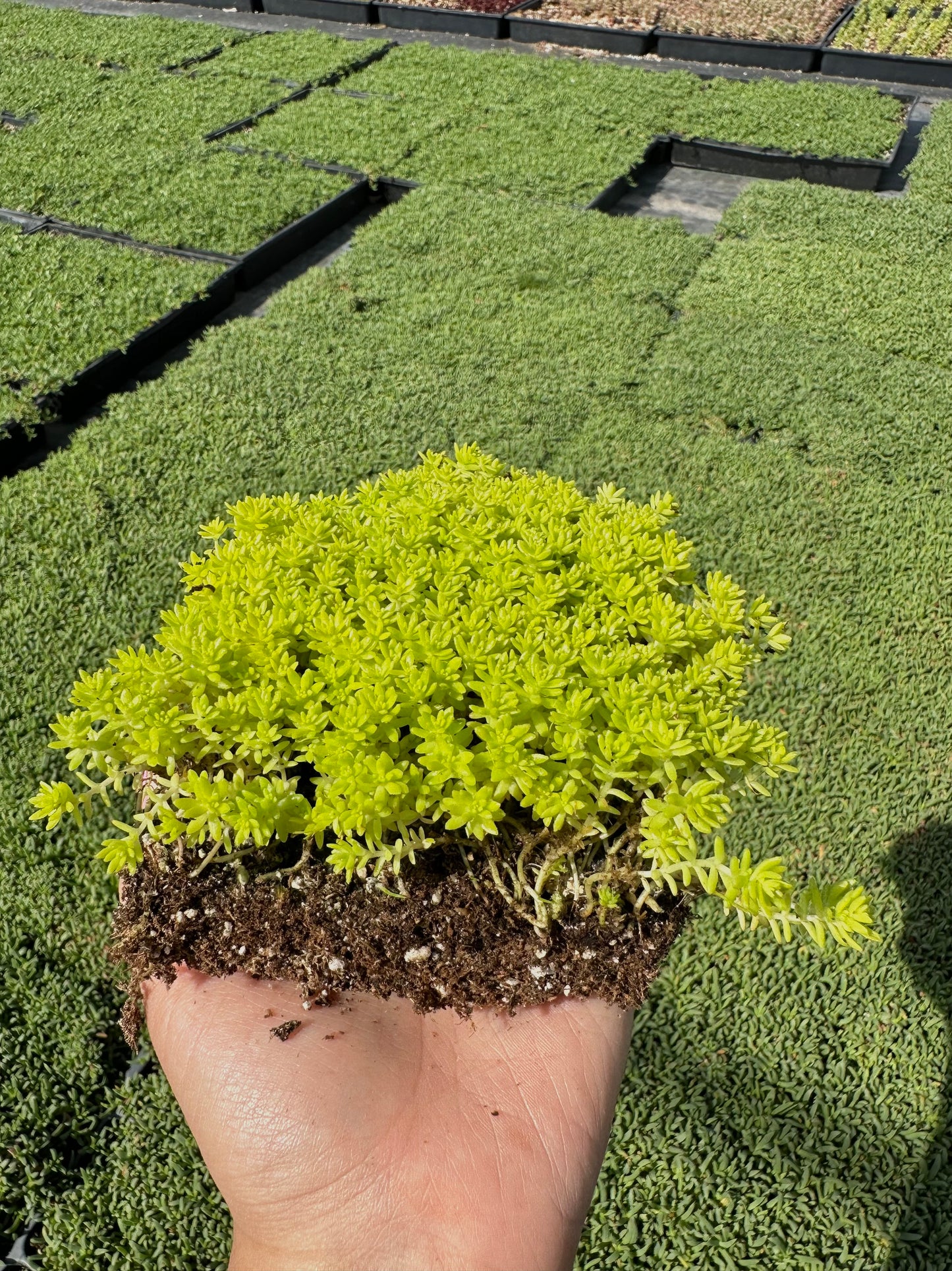 Sedum Gold Moss