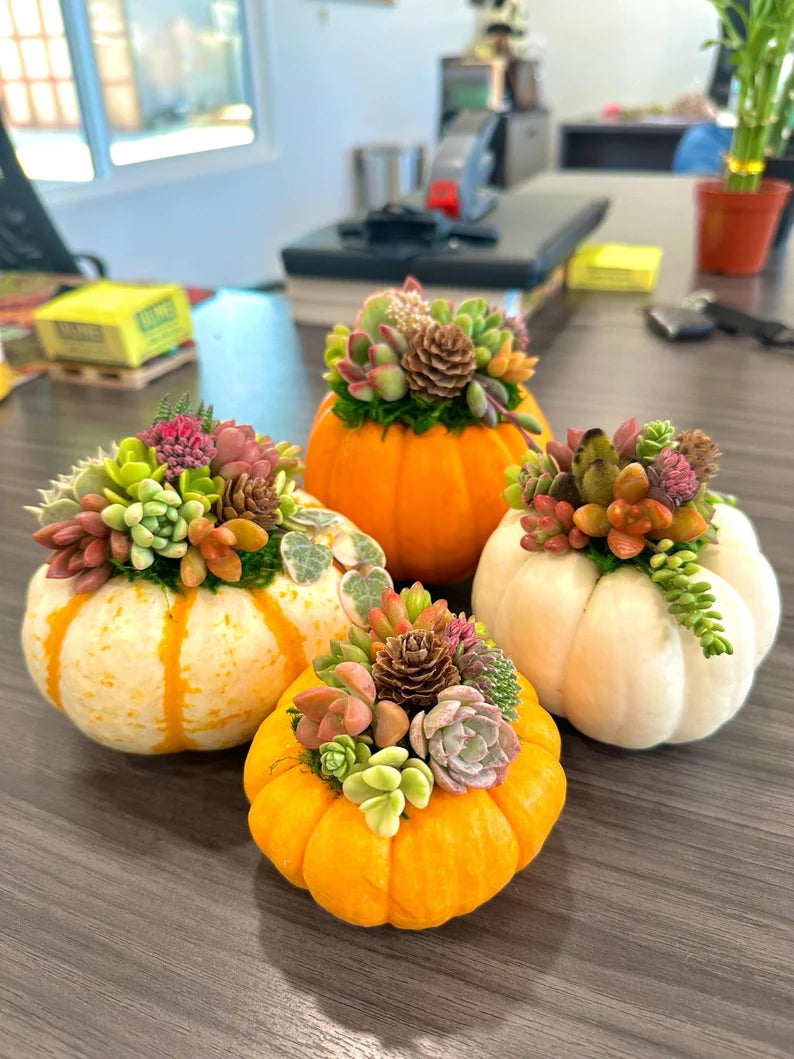 Mini Succulent Pumpkins